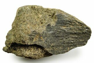 Dinosaur (Triceratops) Bone Section - Montana #366552