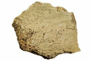 Dinosaur (Triceratops) Bone Section - Montana #366596