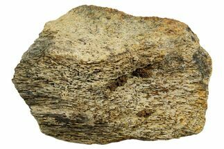 Dinosaur (Triceratops) Bone Section - Montana #366597