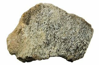Dinosaur (Triceratops) Bone Section - Montana #366611