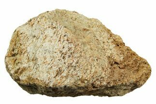 Dinosaur (Triceratops) Bone Section - Montana #366616