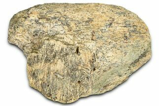 Dinosaur (Triceratops) Frill Shield Section - Montana #366620