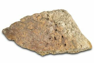 Dinosaur (Triceratops) Frill Shield Section - Montana #366622