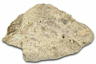 Dinosaur (Triceratops) Frill Shield Section - Montana #366623