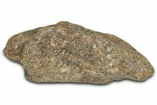 Dinosaur (Triceratops) Frill Shield Section - Montana #366638