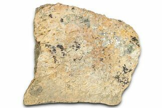 Dinosaur (Triceratops) Frill Shield Section - Montana #366639
