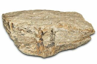 Dinosaur (Triceratops) Frill Shield Section - Montana #366644