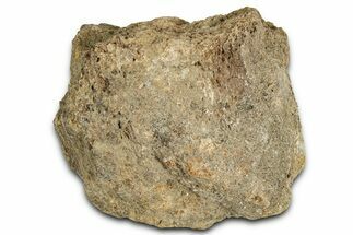 Dinosaur (Triceratops) Frill Shield Section - Montana #366647