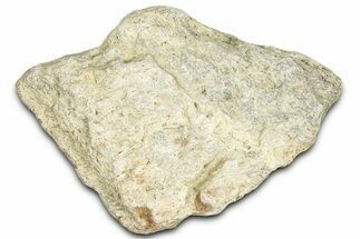 Dinosaur (Triceratops) Frill Shield Section - Montana #366652
