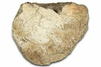 Dinosaur (Triceratops) Frill Shield Section - Montana #366653