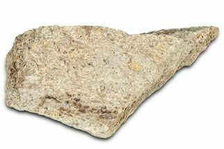 Dinosaur (Triceratops) Frill Shield Section - Montana #366666