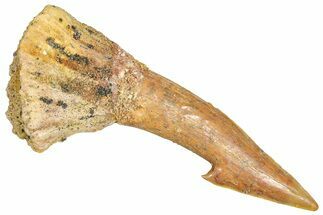 Bargain, Fossil Sawfish (Onchopristis) Rostral Barb - Morocco #366674