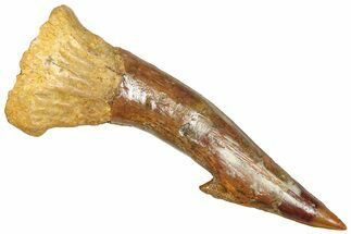 Bargain, Fossil Sawfish (Onchopristis) Rostral Barb - Morocco #366679