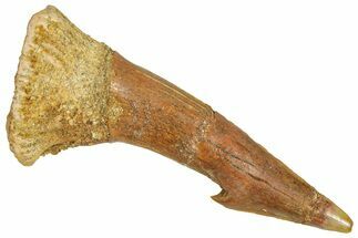 Bargain, Fossil Sawfish (Onchopristis) Rostral Barb - Morocco #366684