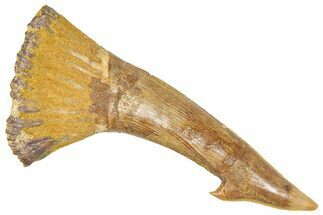 Fossil Sawfish (Onchopristis) Rostral Barb - Morocco #366695