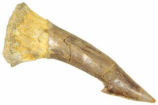 Fossil Sawfish (Onchopristis) Rostral Barb - Morocco #366705