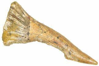 Huge, Fossil Sawfish (Onchopristis) Rostral Barb - Morocco #366718