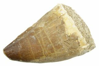 Fossil Mosasaur (Thalassotitan) Tooth - Morocco #364041