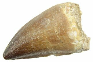 Fossil Mosasaur (Thalassotitan) Tooth - Morocco #364049