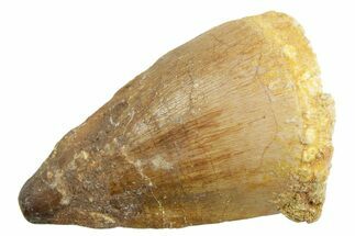Bargain, Fossil Mosasaur (Thalassotitan) Tooth - Morocco #364051