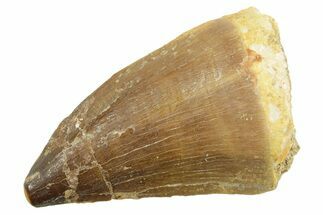 Fossil Mosasaur (Thalassotitan) Tooth - Morocco #364061