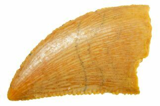 Serrated Raptor Tooth - Real Dinosaur Tooth #364830