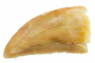 Serrated Raptor Tooth - Real Dinosaur Tooth #364835