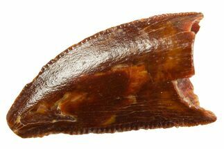 Serrated Raptor Tooth - Real Dinosaur Tooth #364836
