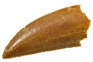 Serrated Raptor Tooth - Real Dinosaur Tooth #364837