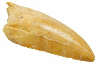 Raptor Premaxillary Tooth - Real Dinosaur Tooth #364848
