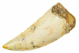 Serrated Raptor Tooth - Real Dinosaur Tooth #364860