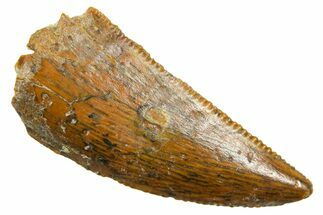 Serrated Raptor Tooth - Real Dinosaur Tooth #364863