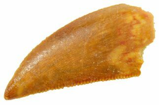 Serrated Raptor Tooth - Real Dinosaur Tooth #364868
