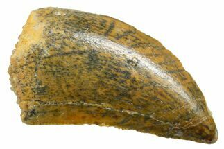 Serrated Raptor Tooth - Real Dinosaur Tooth #364875