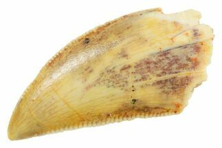 Serrated Raptor Tooth - Real Dinosaur Tooth #364879