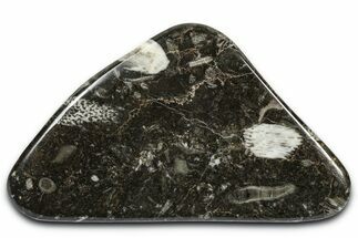 Polished Devonian Fossil Coral and Bryozoan Plate - Morocco #365112