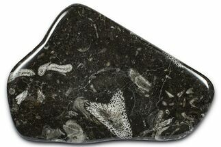 Polished Devonian Fossil Coral and Bryozoan Plate - Morocco #365120
