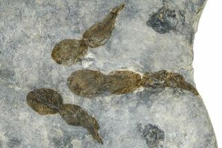 Dinosaur (Grallator) Track - Negative Impression #366829