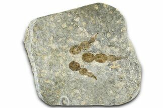 Dinosaur (Grallator) Track - Negative Impression #366834