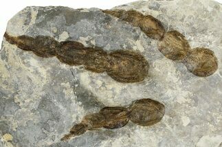 Dinosaur (Grallator) Track - Negative Impression #366838