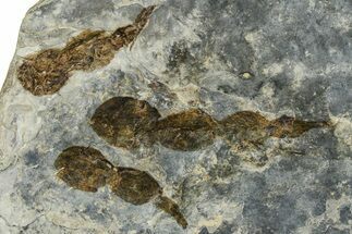 Dinosaur (Grallator) Track - Negative Impression #366841