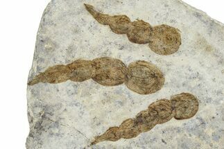 Dinosaur (Grallator) Track - Negative Impression #366859