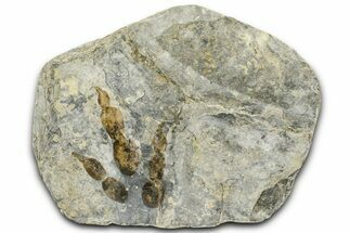 Plate of Dinosaur (Grallator) Tracks - Positive & Negative #366862