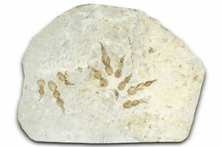 Plate of Dinosaur (Grallator) Tracks - Negative Impressions #366863
