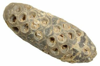 Fossil Cycadophyte Seed Cone - Boujdour, Morocco #348986