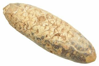 Fossil Cycadophyte Seed Cone - Boujdour, Morocco #348990