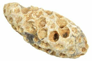 Fossil Cycadophyte Seed Cone - Boujdour, Morocco #348993