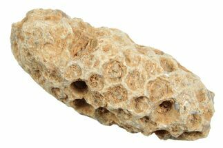 Fossil Cycadophyte Seed Cone - Boujdour, Morocco #348995