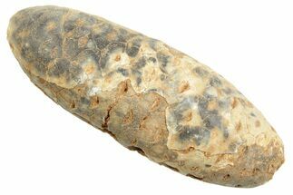 Fossil Cycadophyte Seed Cone - Boujdour, Morocco #349014