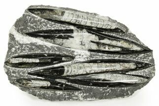 Polished Fossil Orthoceras (Cephalopod) Plate - Morocco #359664